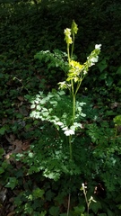Thalictrum fendleri polycarpum
