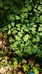 Thalictrum fendleri polycarpum