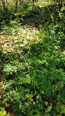Thalictrum fendleri polycarpum