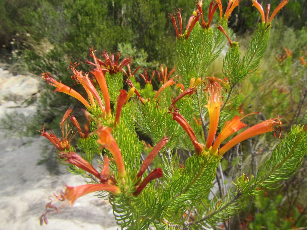 Erica grandiflora; photograph (c) douglaseustonbrown, some rights reserved (CC BY-SA)