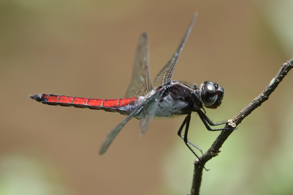 Hercules Skimmer