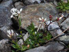 Arabis soyeri