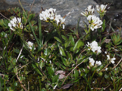 Arabis soyeri