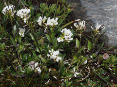 Arabis soyeri