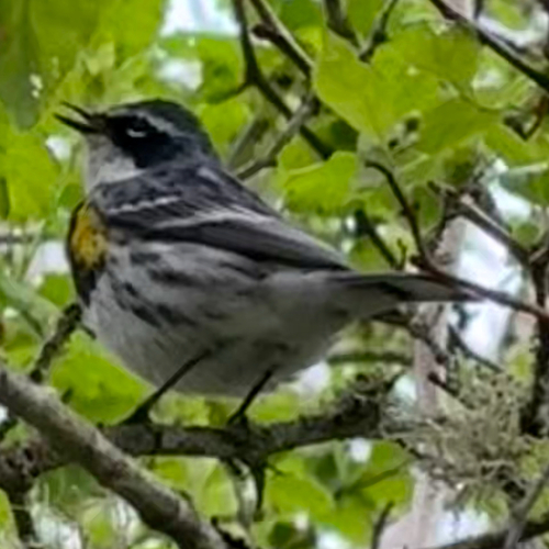 Yellow-rumped Warbler photographed in Washington