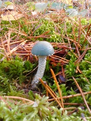 Stropharia