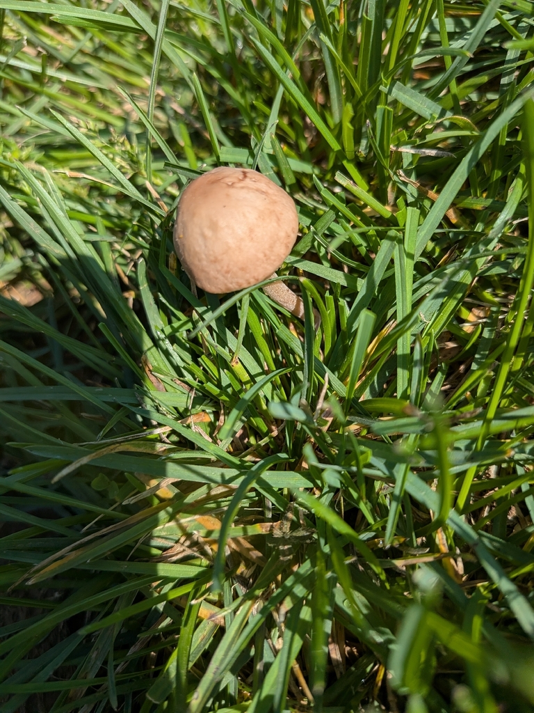 Panaeolus foenisecii · April 2026 · photo: © robert_alabama (iNaturalist, cc0)