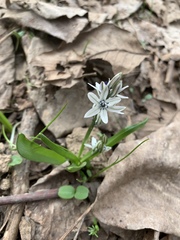 Fessia puschkinioides