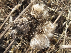 Cirsium pendulum