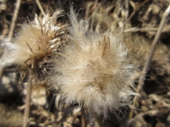 Cirsium pendulum