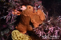 Glauert's Frogfish photo 2