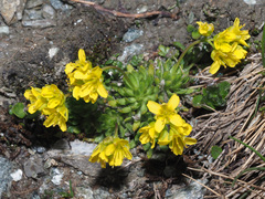 Draba aizoides