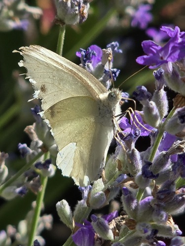 Small White