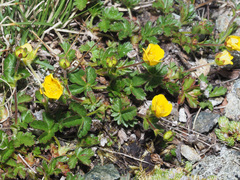 Potentilla frigida
