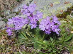 Primula daonensis