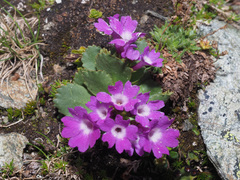 Primula daonensis