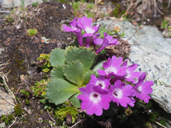Primula daonensis