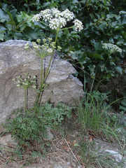 Silphiodaucus prutenicus