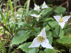 Pseudotrillium rivale