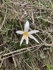 Crocus alatavicus