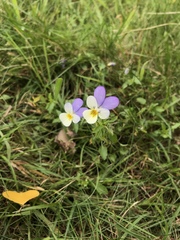 Viola tricolor