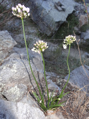 Rhizirideum