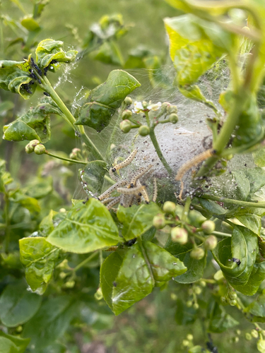 Spindle Ermine Moth