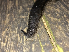 Urocyclus kirkii