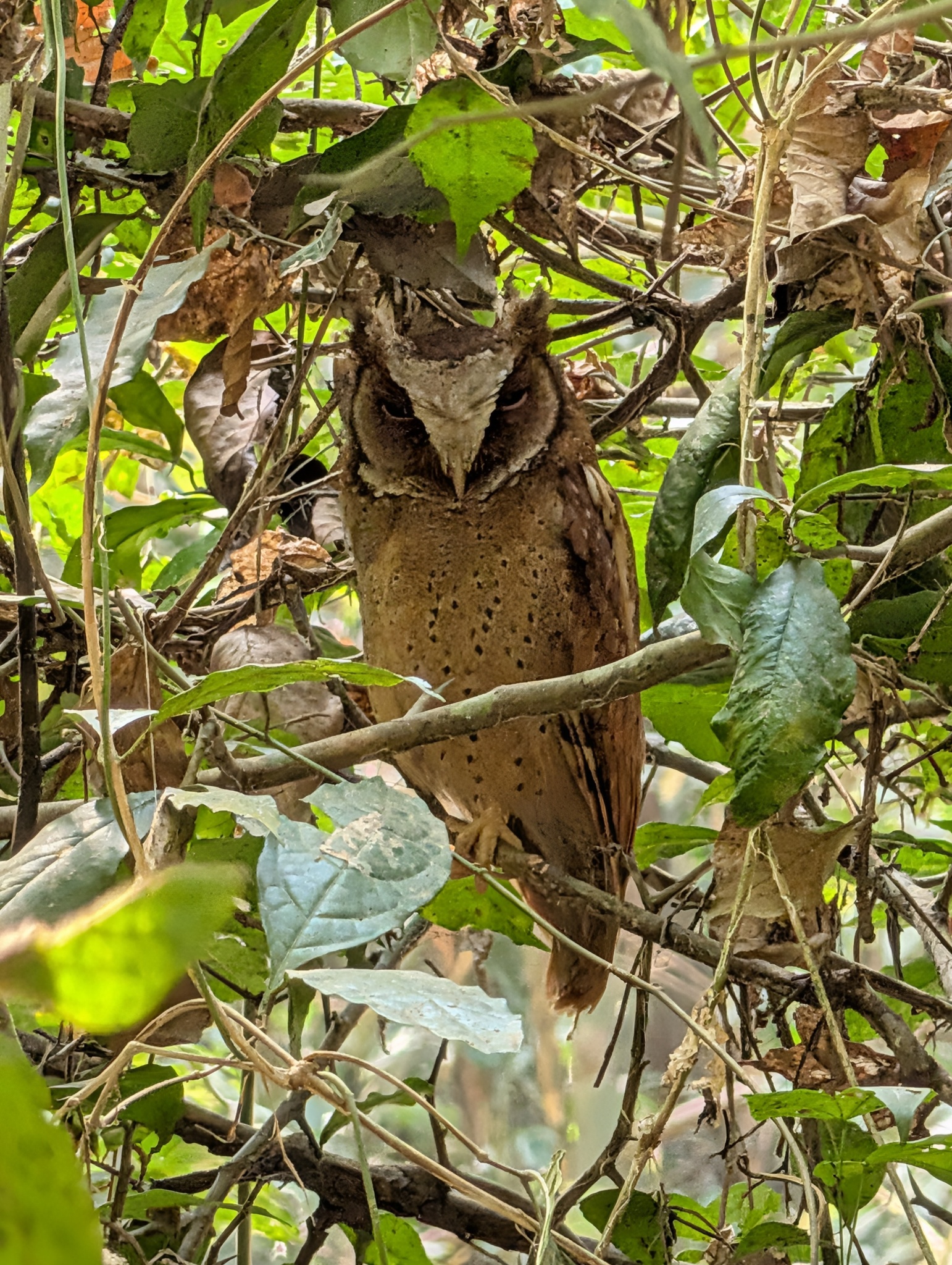 White-fronted Scops Owl (Otus sagittatus), photo 1