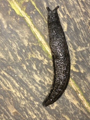 Urocyclus kirkii