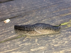Urocyclus kirkii