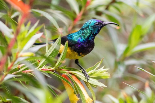 Variable Sunbird
