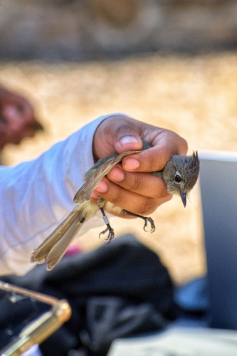 Pileated Flycatcher (Xenotriccus mexicanus), photo 3