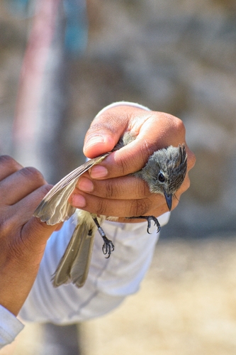 Pileated Flycatcher (Xenotriccus mexicanus), photo 6