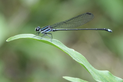 Argia indicatrix