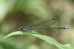 Argia indicatrix