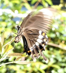 Papilio fuscus
