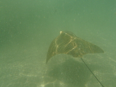 Rhinoptera steindachneri