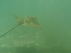 Rhinoptera steindachneri