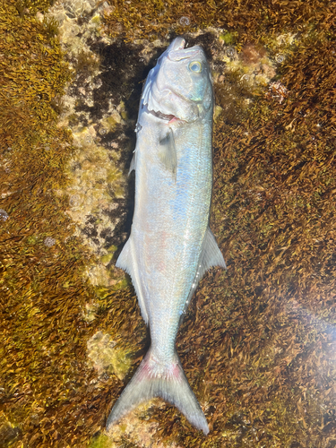 Pomatomus saltatrix