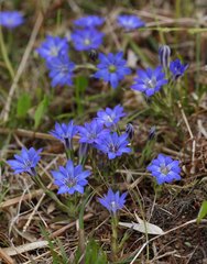 Gentiana thunbergii thunbergii