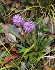 Heloniopsis orientalis