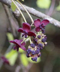 Akebia trifoliata