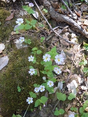 Erythranthe inconspicua