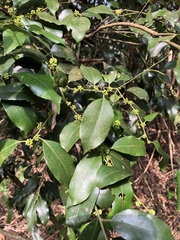 Ilex ficoidea