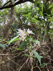 Deutzia cordatula