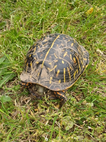 Ornate Box Turtle