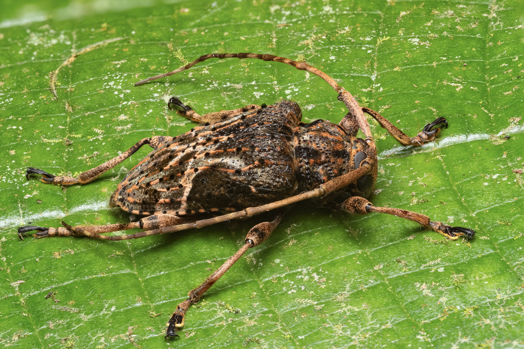 Lagocheirus rosaceus