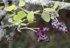 Akebia trifoliata