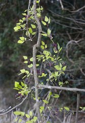 Akebia trifoliata